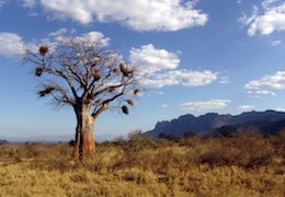 Baobab – strom života