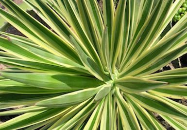 Yucca a její využití nejen v kosmetice